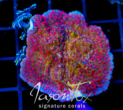 RRC RED ROSES  MONTI CAP COMBO