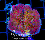 RRC RED ROSES  MONTI CAP COMBO