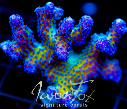 JF BUG OUT STYLO 2" FRAG