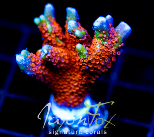JF SUNTAN DIGI XL FRAG