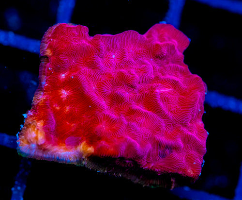 JF RASPBERRY ICE LEPTO