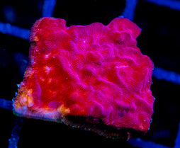 JF RASPBERRY ICE LEPTO