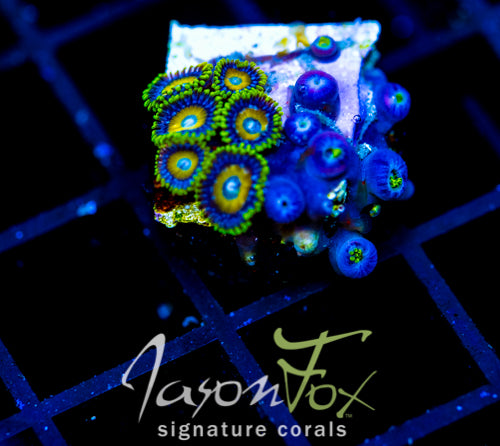 JF AUSSIE SCAMBLED EGG ZOAS