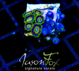 JF AUSSIE SCAMBLED EGG ZOAS