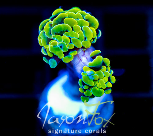 JF NEON NIGHTSHADE HAMMER 2 HEADS