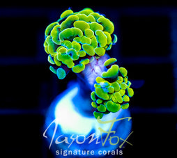 JF NEON NIGHTSHADE HAMMER 2 HEADS