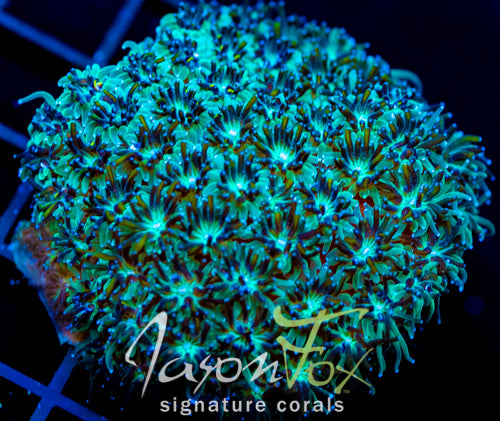 JF FIRE WORKS GALAXIA 2" COLONY