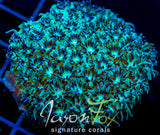 JF FIRE WORKS GALAXIA 2