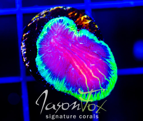 JF GREEN GLOW DIASERIS PLATE