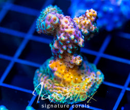 JF RADIANT STAG