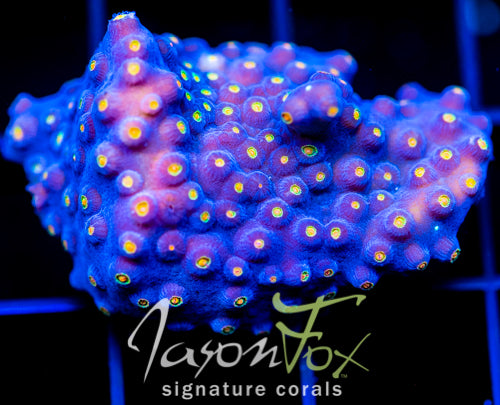 JF TECHNO CYPHASTREA