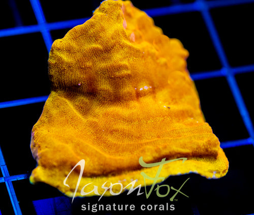 JF BLINDING ORANGE LEPTO XL FRAG