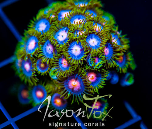 JF BIG BANG ZOA XL FRAG