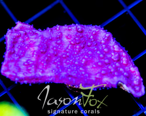 JF PURPLE CAP