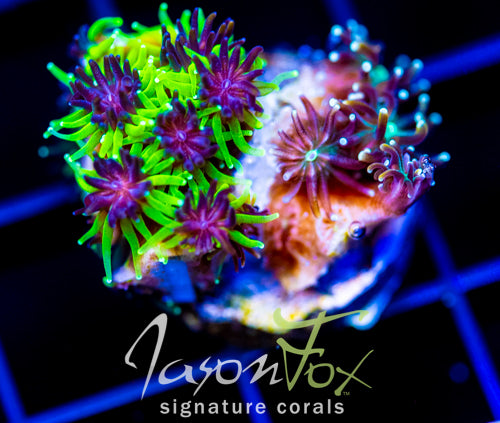 JF INFERNO GALAXIA COMBO