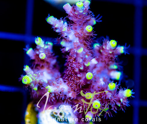 JF YELLOW SABER ACRO