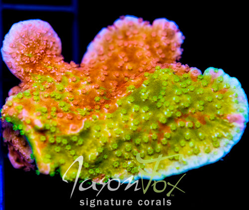 WWC GRAFTED MONTI CAP XL FRAG