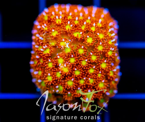 JF KALEIDOSCOPE GONI