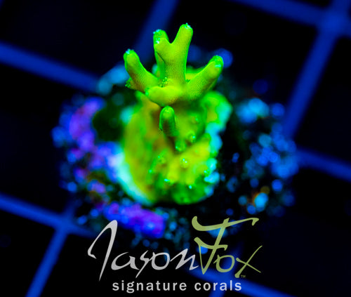 JF GREEN DRAGON ACRO