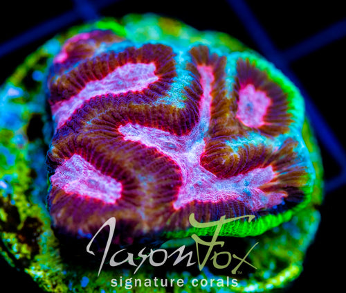 JF GROOVY GONIASTREA
