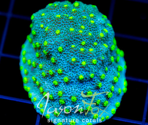 JF LIME TIME ASTREOPORA