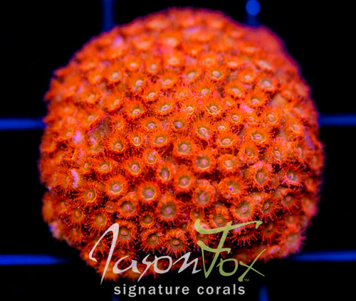 JF AGENT ORANGE CYPHASTREA
