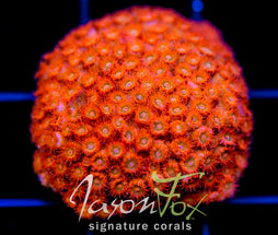 JF AGENT ORANGE CYPHASTREA