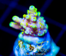 JF YELLOW BRICK ROAD ACRO