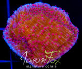 RRC RED ROSES  MONTI CAP