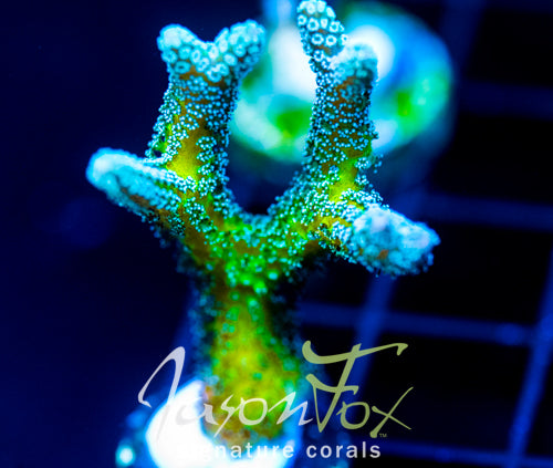JF ENCHANTED FOREST BN