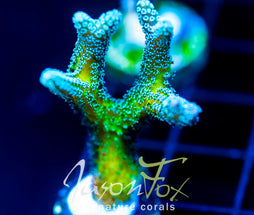 JF ENCHANTED FOREST BN