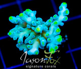 JF RADIANT STAG