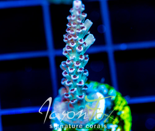 JF CITRONELLA ACRO