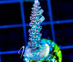 JF CITRONELLA ACRO