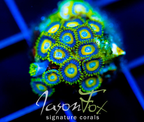 JF AUSSIE SCAMBLED EGG ZOAS