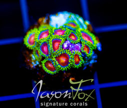CC SPITFIRE ZOAS