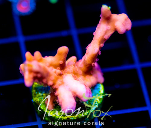 JF BLACK LIGHT SETOSA