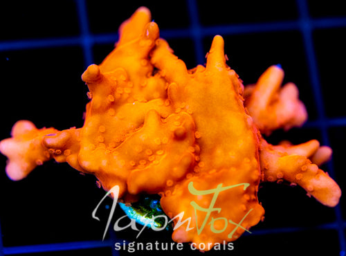 JF RED HOT SETOSA
