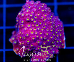 BLING BLING CYPHASTREA