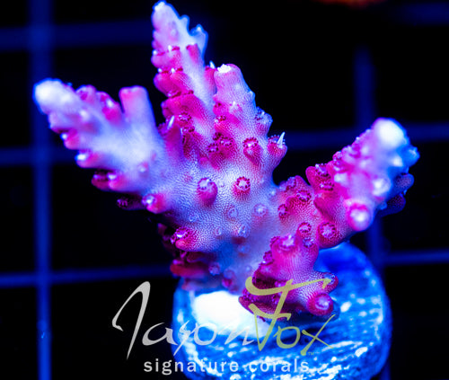 JF HEAT STROKE STAG XL FRAG