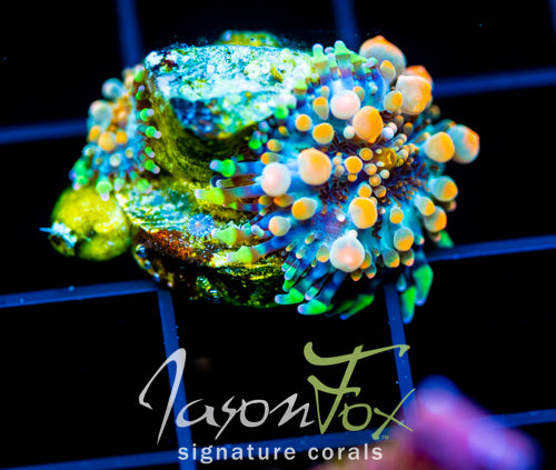 JF LAVA DOME MUSHROOM