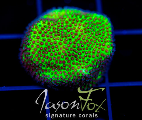 SPECIAL PORITES