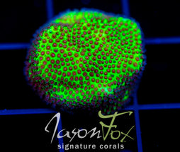 SPECIAL PORITES