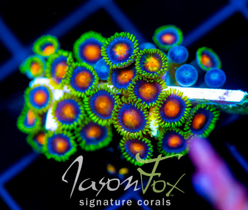 JF DRAGON EYES ZOAS