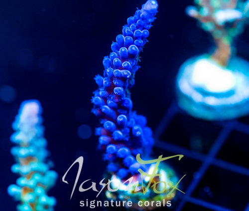 JF BLUE MONSTER TORT