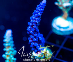 JF BLUE MONSTER TORT