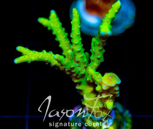 BR GREEN GOBLIN ANACROPORA
