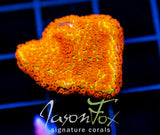 JF REVERSE SUNSET MONTI