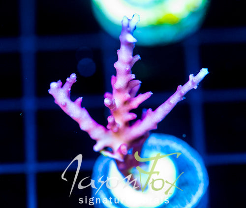 TYREE RED DRAGON ACRO