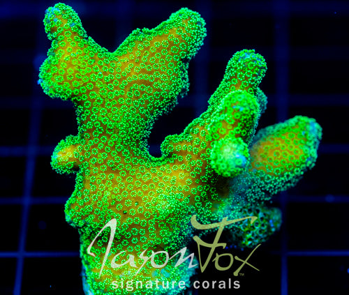 JF RADIO ACTIVE STYLO XL FRAG